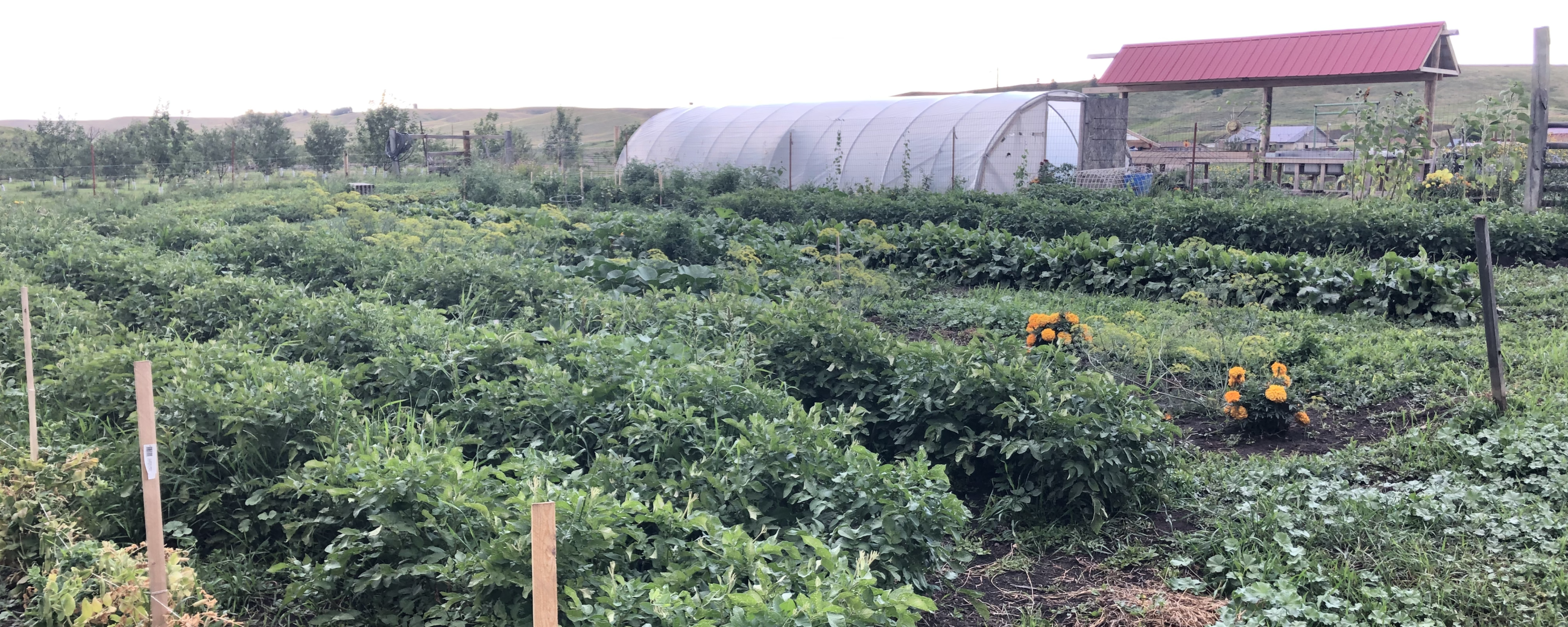 Native Food Sovereignty