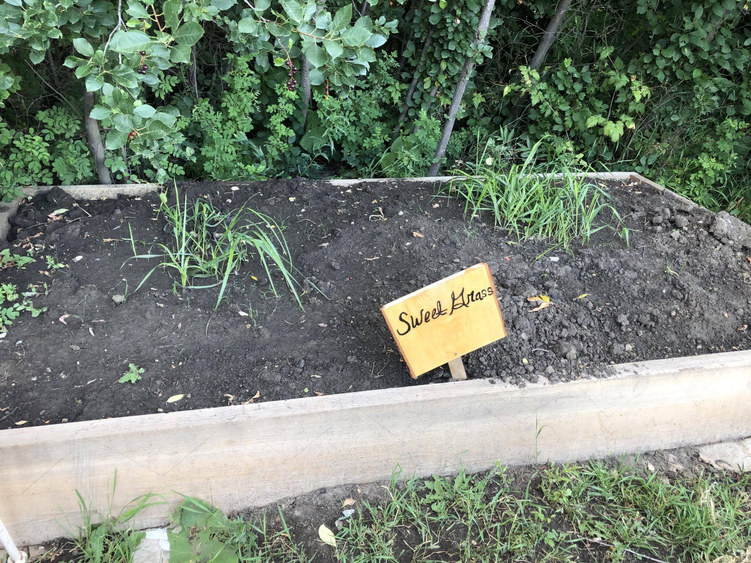 Photo of a planter box with sweetgrass. 