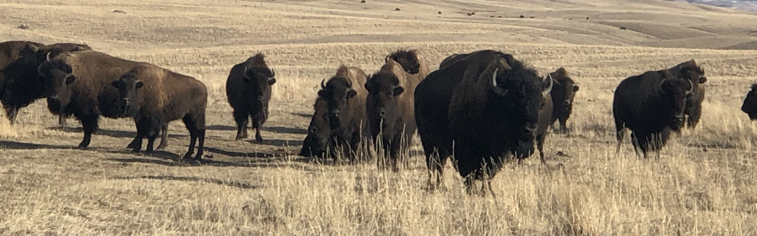 Photo of a herd of bison on the Fort Belknap reservation.